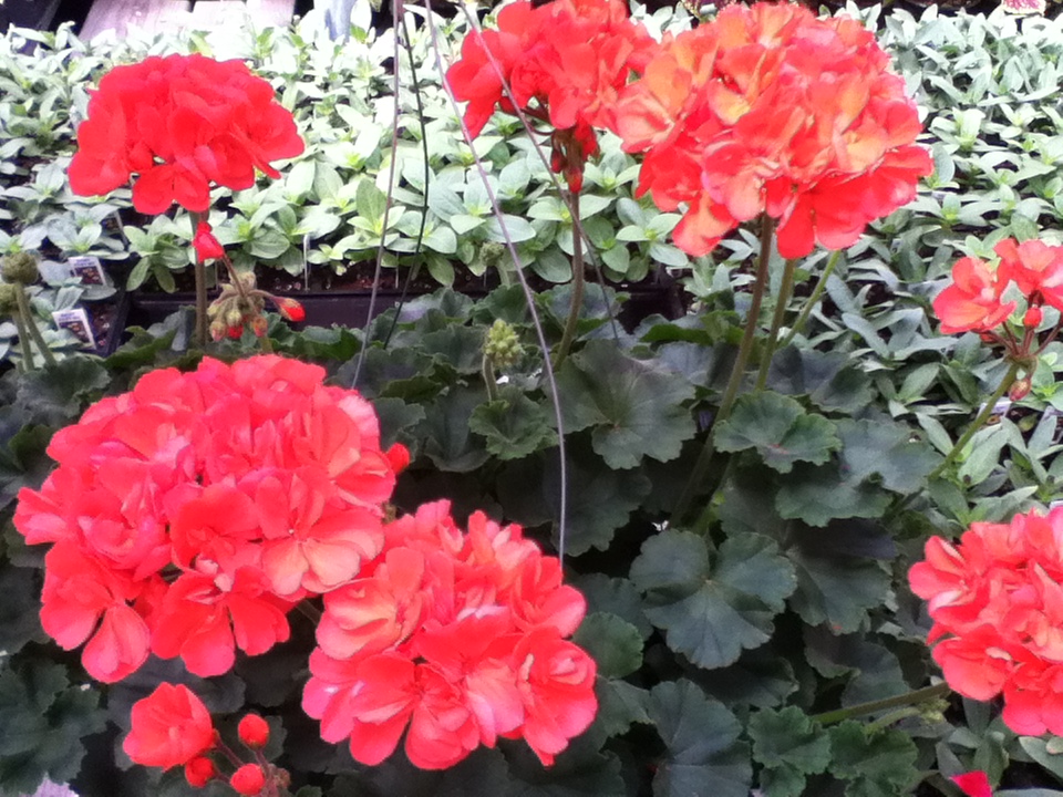 Twinkle Toes 'n' Stardust How to Deadhead/Clean Geraniums