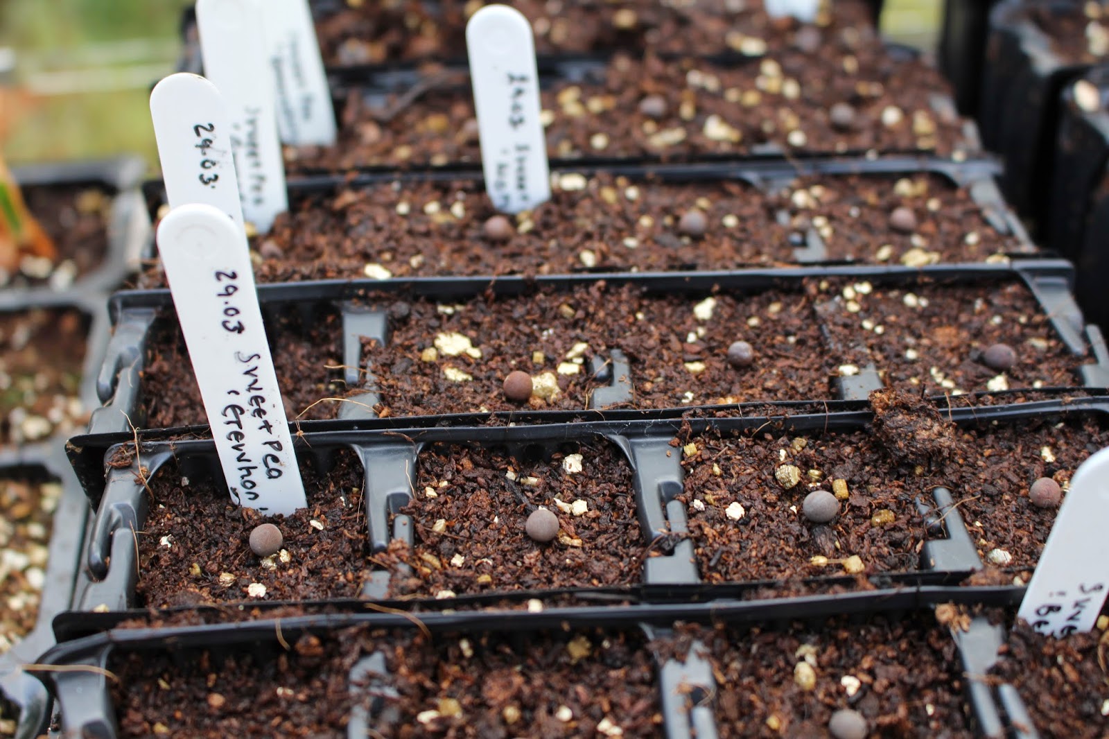 In the process of sowing sweet peas