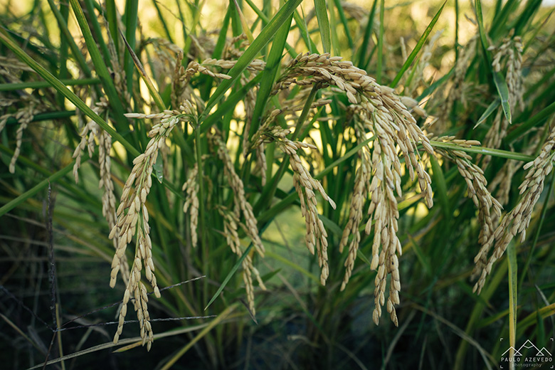 Planta do arroz