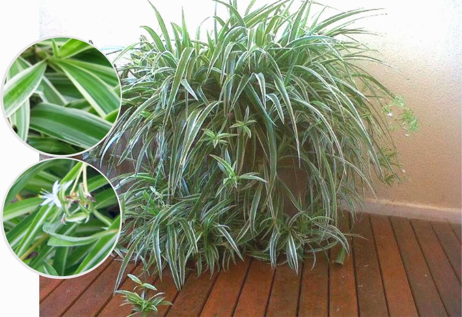 カラテアの種類 - Calathea orbifolia