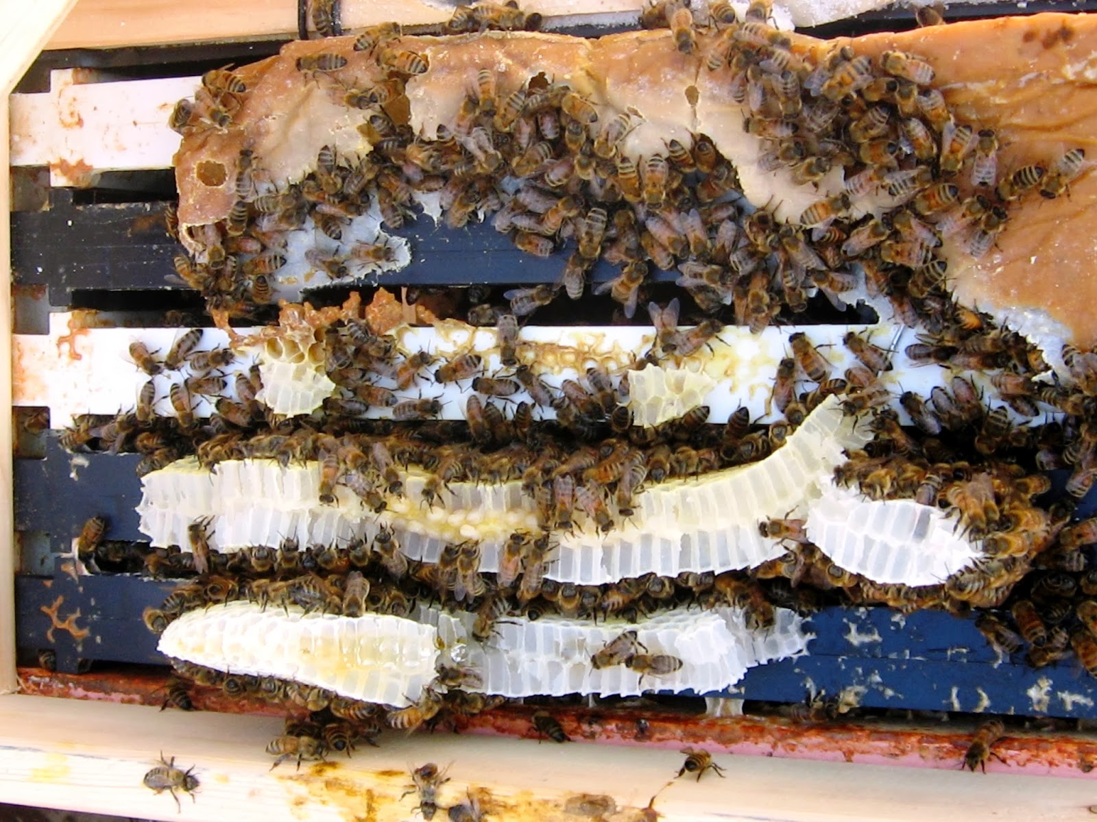 Bee feed cheap