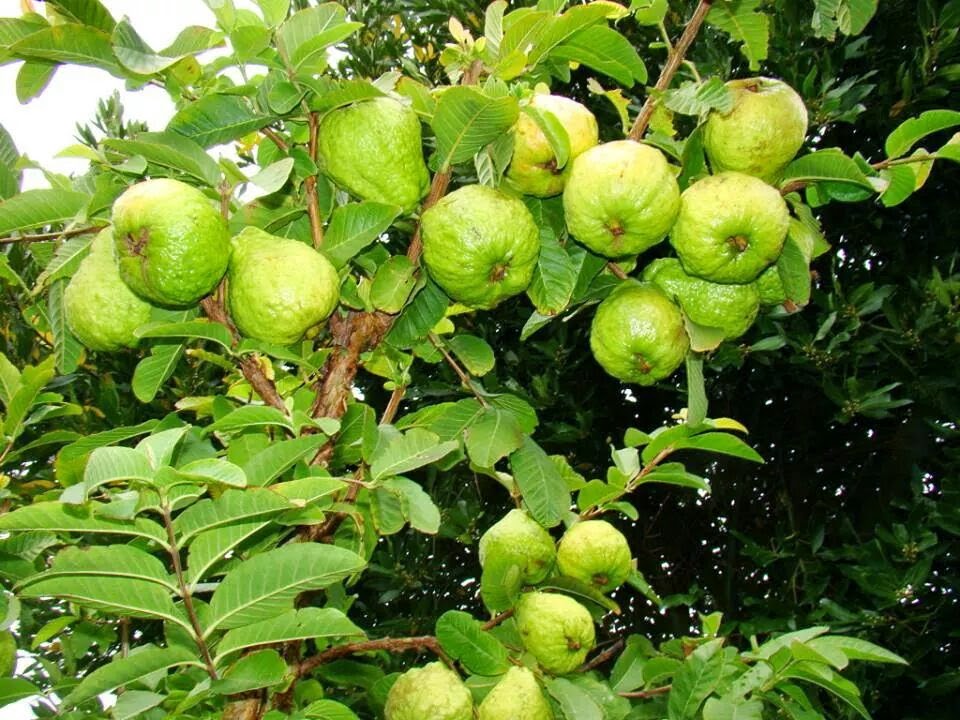 LI NA HERBS GUAVA li-na-herbs-guava