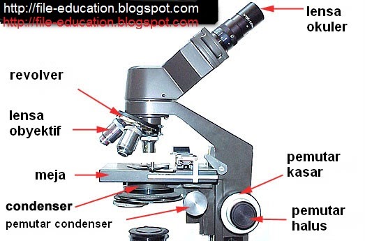 Cara mengukur panjang sel menggunakan mikroskop cahaya ~ Alsen Saloka ...
