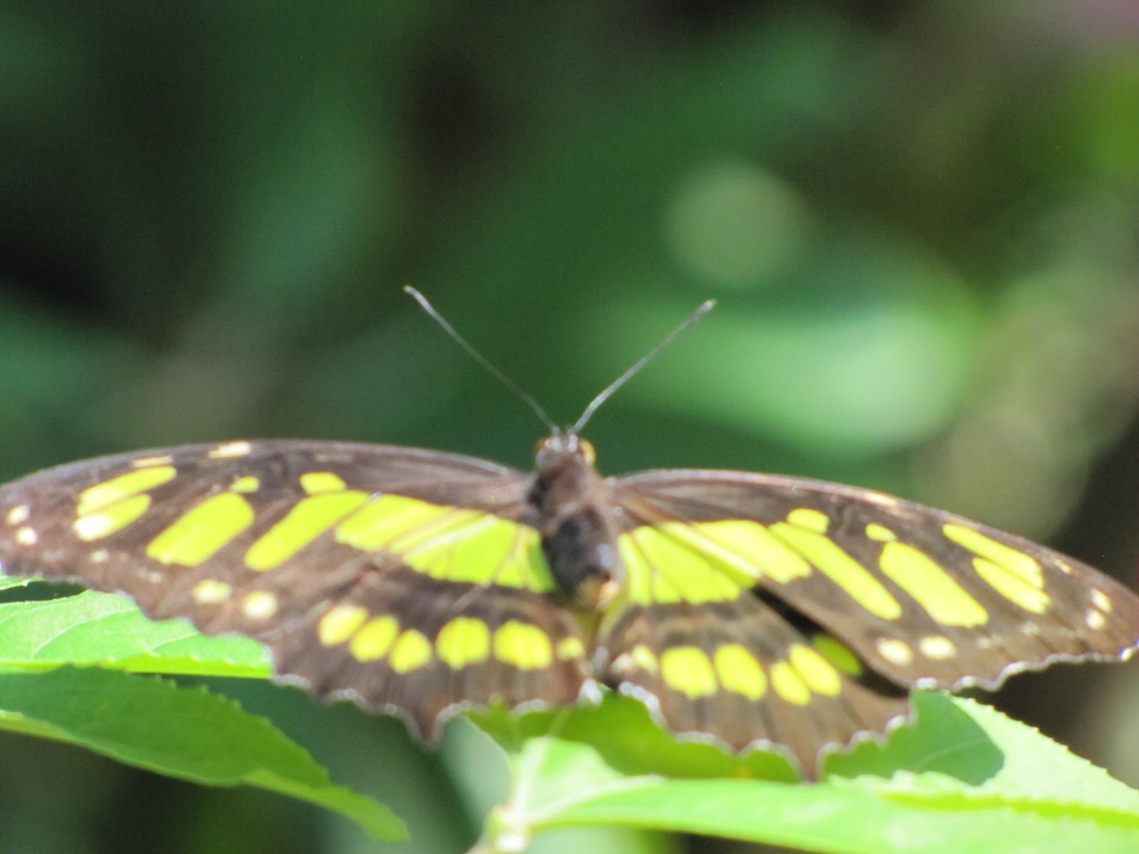 Butterfly House/Huntsville Botanical Garden