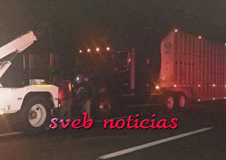 Aseguran trailer robado con ganado autopista Xalapa-Veracruz: un detenido