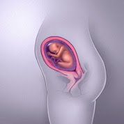 24 haftalık gebelik görüntüsü