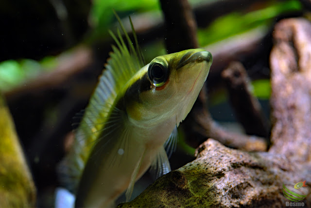 Crenicichla notophthalmus