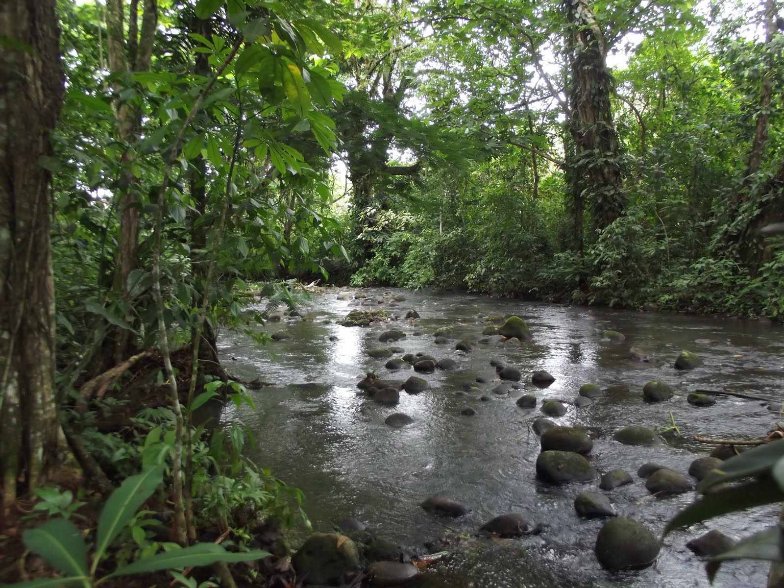 Jungle and Rainforest Art of Costa Rica: "Cool Green Rainforest"