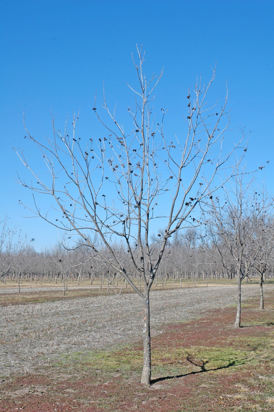 Northern Pecans Tips for cutting pecan scionwood