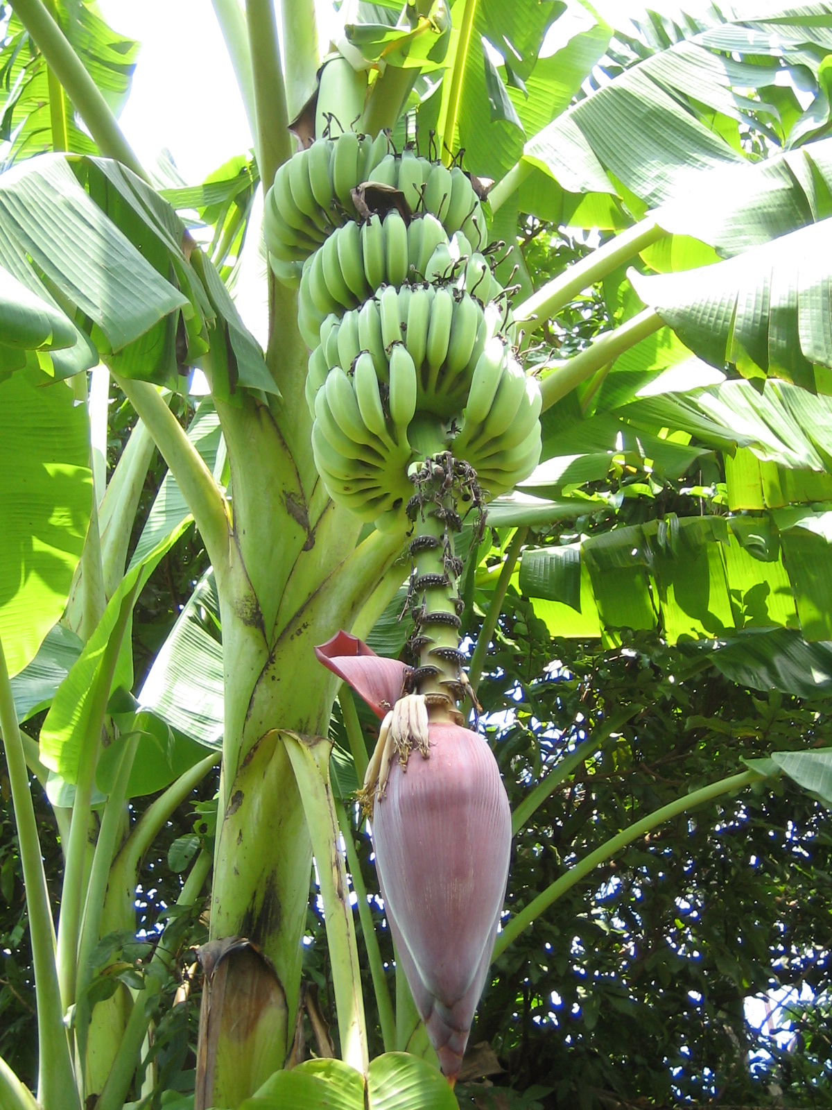 台青蕉 Youthbanana 香蕉每個部分都有用 香蕉花
