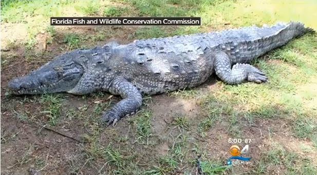 Escurridizo cocodrilo de Coral Gables, Miami, muere tras ser capturado |  Mascotas
