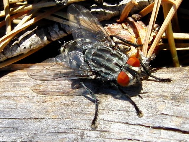 VILLENATURA: Sarcophaga carnaria