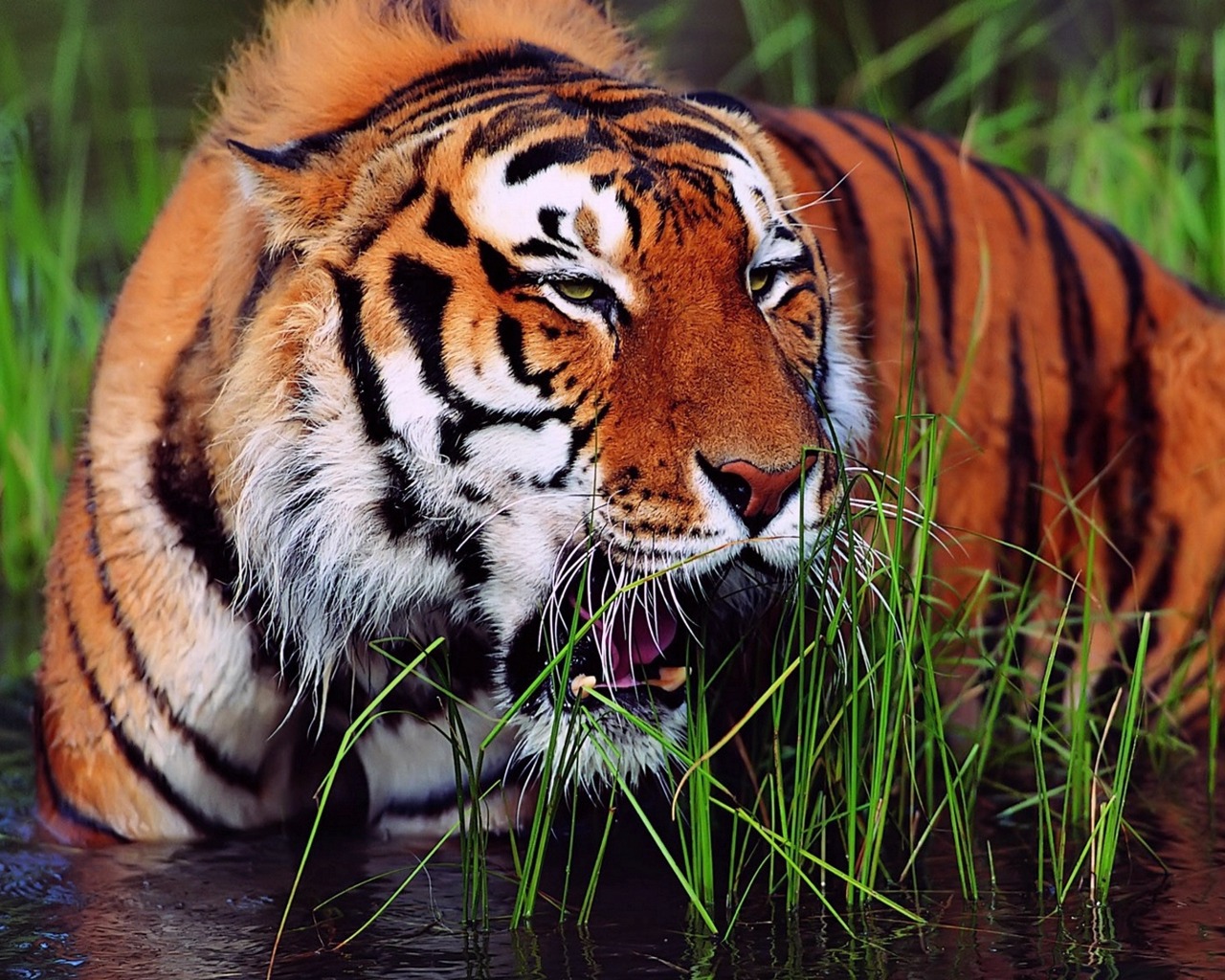 Hunted Animal Tiger HD Desktop Wallpapers Download Free Super HD