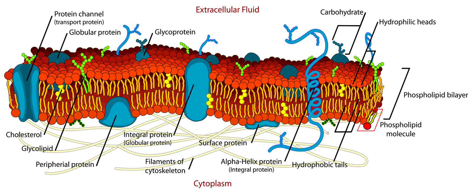 LA MEMBRANA PLASMATICA