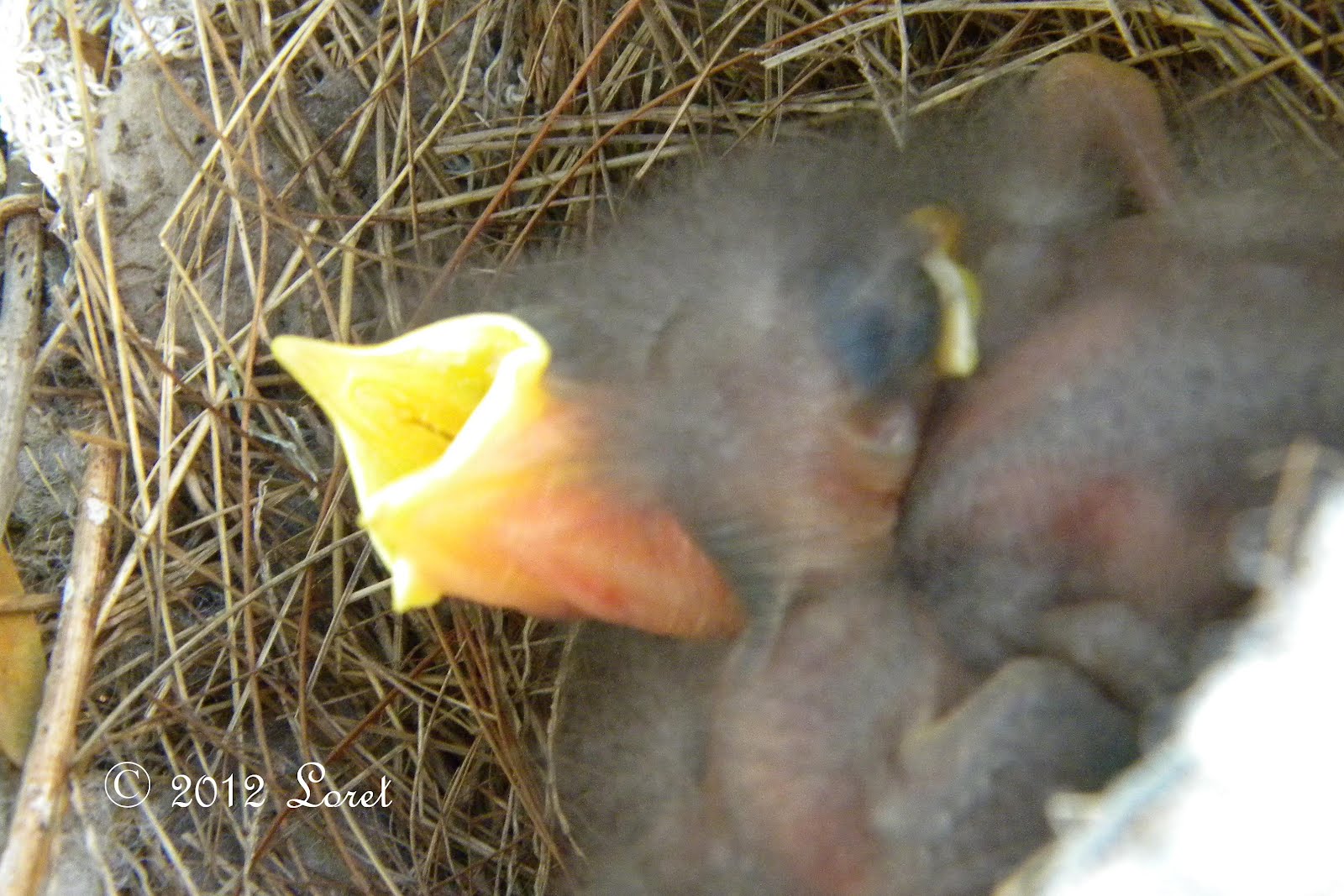 BIRD NEST RELOCATION visual data 4