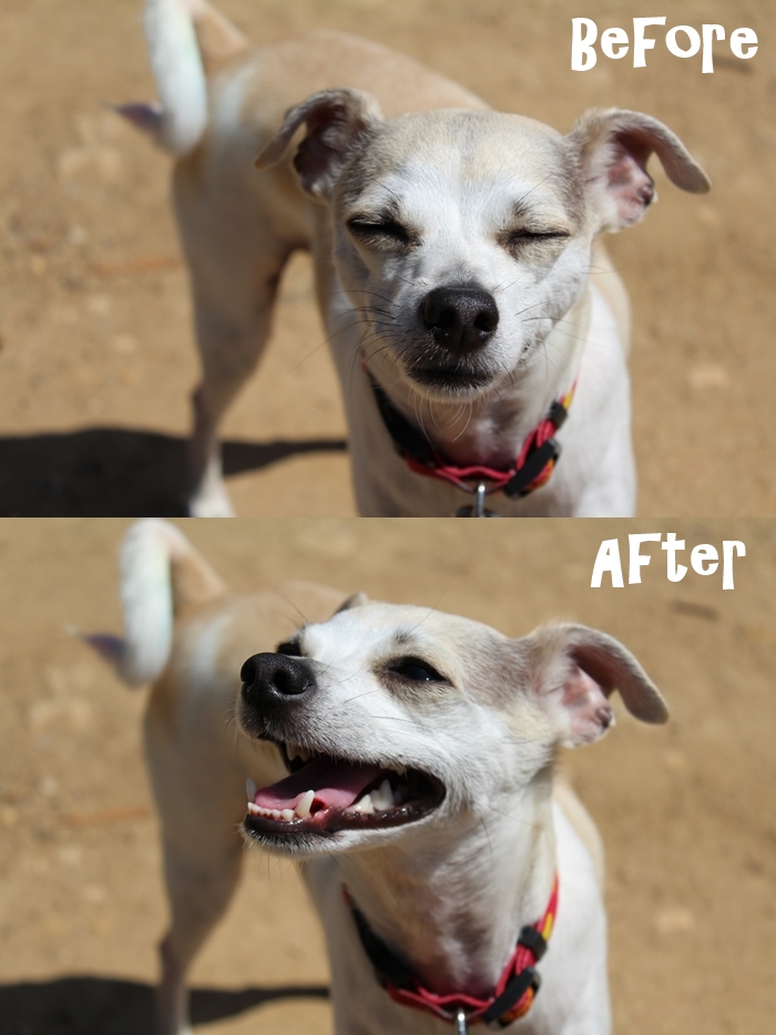 HAPPYHAZEL 5 Amazing Health Benefits Of Hiking With Your Dog happyhazel-5-amazing-health-benefits-of-hiking-with-your-dog