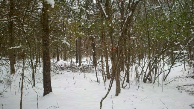 winter, snowfall, Countrified Hicks, snow on the homestead