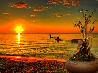 PENGENALAN  & TEKNIK MENGOLAH TANAMAN BONSAI BAGI PEMULA AGAR TIDAK KELIRU