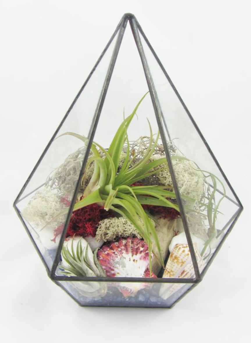 Mrs Crafty B How To Create Your Own Air Plant Terrarium by The Indoor