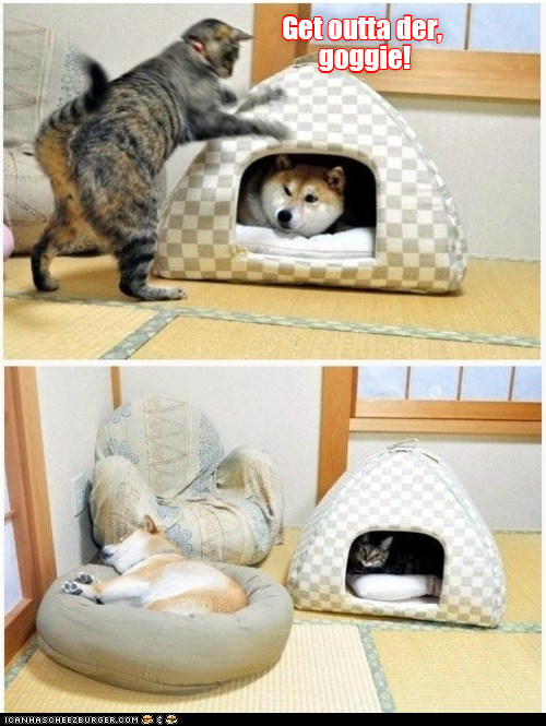 cat bullying dog