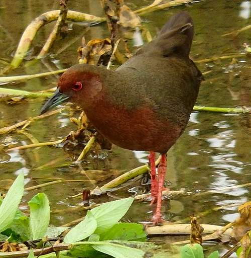 Ruddy-breasted crake | Birds of India | Bird World