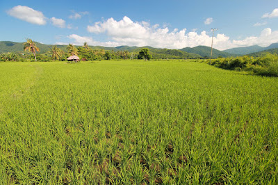 Persawahan di kawasan Sambi Rampas