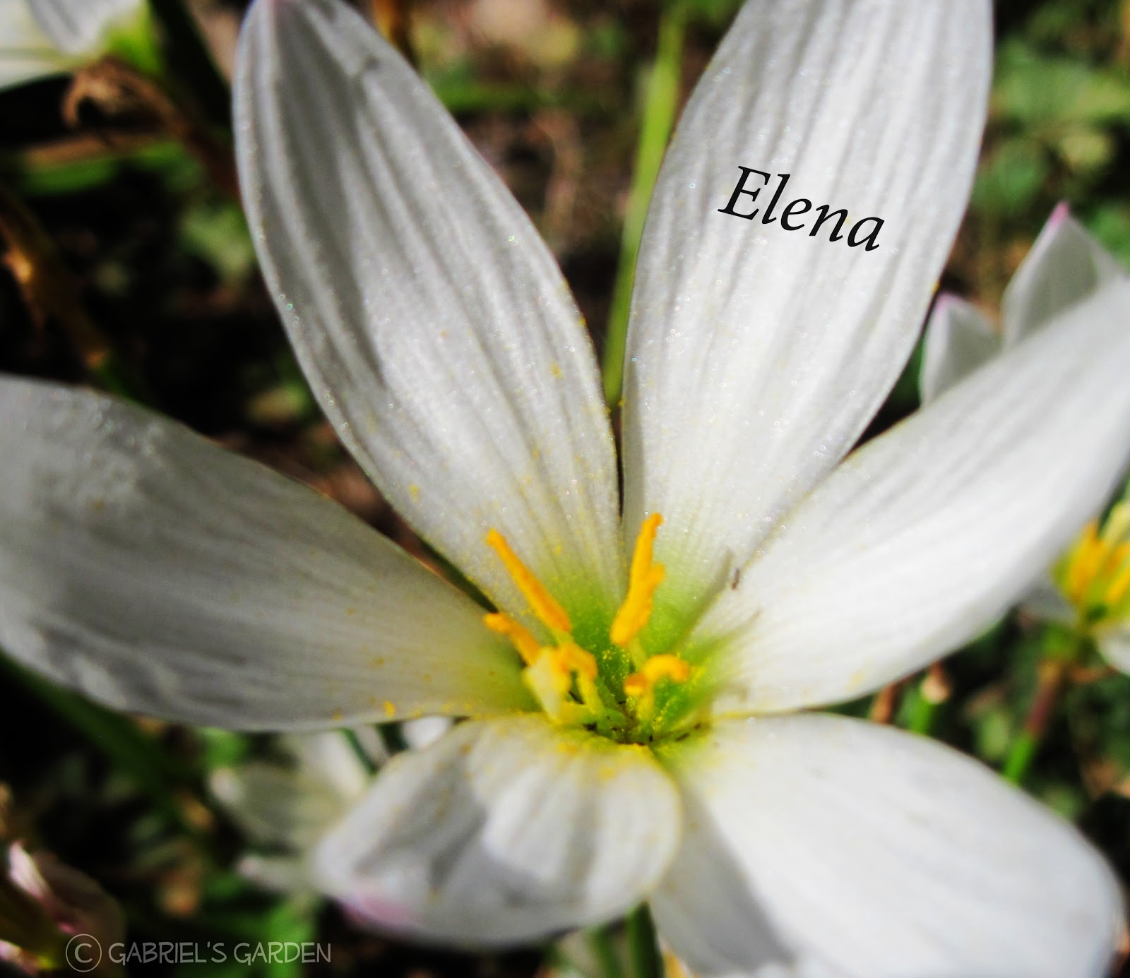 Gabriel's Garden Elena's Flower