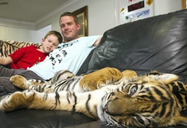 Fauna Urbana Villa María: Cómo es vivir con dos tigres dentro de tu casa