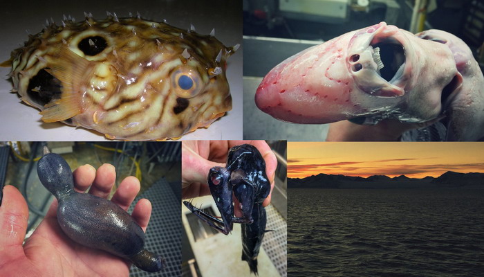 Pescador ruso da ha conocer imágenes de extrañas criaturas de las profundidades del mar Pezzzz