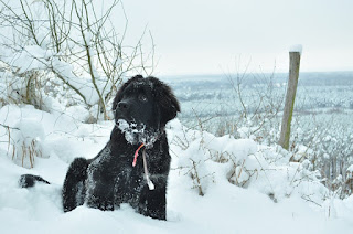 alt="perro terranova en la nieve"