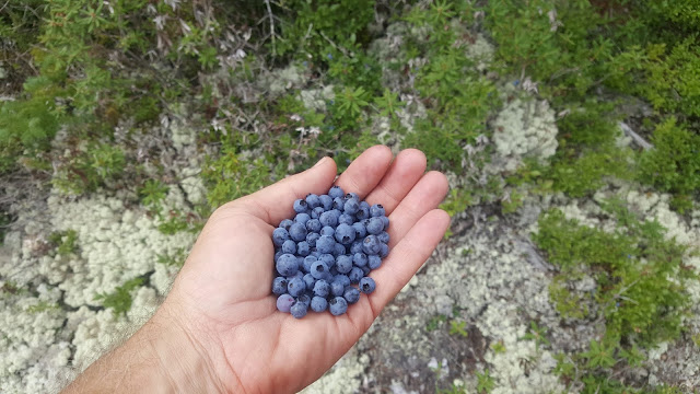 Bleuets sur le sentier de randonnée Eudore-Fortin.