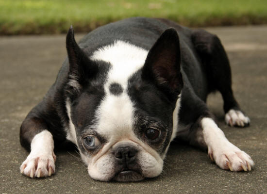 Boston Terrier dogs - Pets Cute and Docile