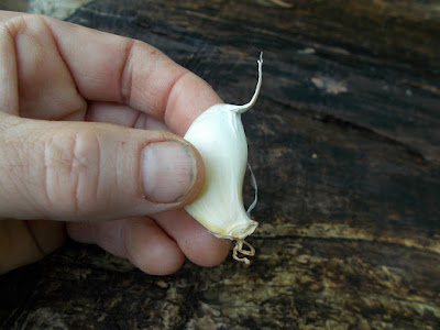 Garlic clove Grow your own garlic 80 Minute Allotment Green Fingered Blog