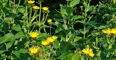 Variety of Life: Inuleae