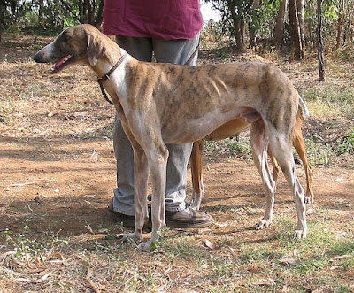 Indian Dog Breeds Price list