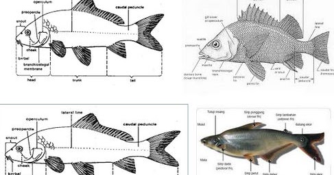 Karakteristik Ikan Secara Umum Lihat Detailnya Disini Infoikan Com