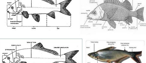 Karakteristik Ikan Secara Umum? Lihat Detailnya Disini