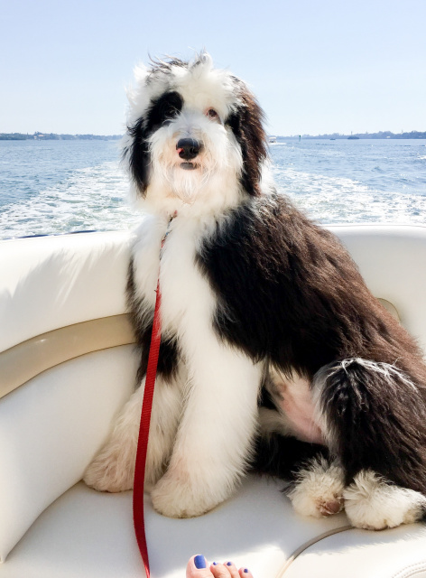 Sheepadoodle Puppies for Sale in North Carolina by Above and Beyond  Standards — Above and Beyond Standards, Premier Puppies in NC -  Bernedoodle, Goldendoodle, AKC Poodle, & Sheepadoodle Puppies in NC!