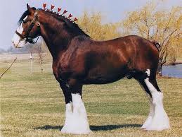 Thoughts and Ideas from Deanie Humphrys-Dunne: Clydesdales..Yes, we