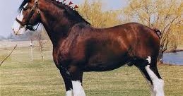 Thoughts and Ideas from Deanie Humphrys-Dunne: Clydesdales..Yes, we have Feathers! Thoughts and Ideas from Deanie Humphrys-Dunne: Clydesdales..Yes, we have Feathers!