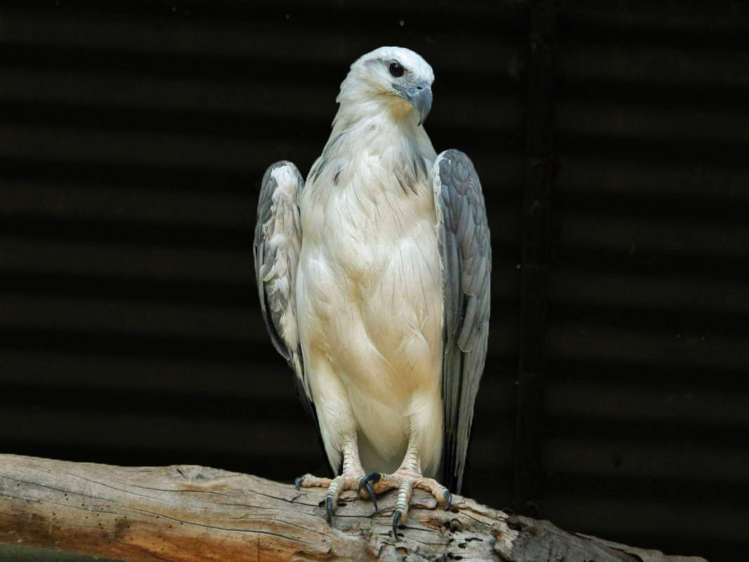white bellied kite bird white bellied kite bird
