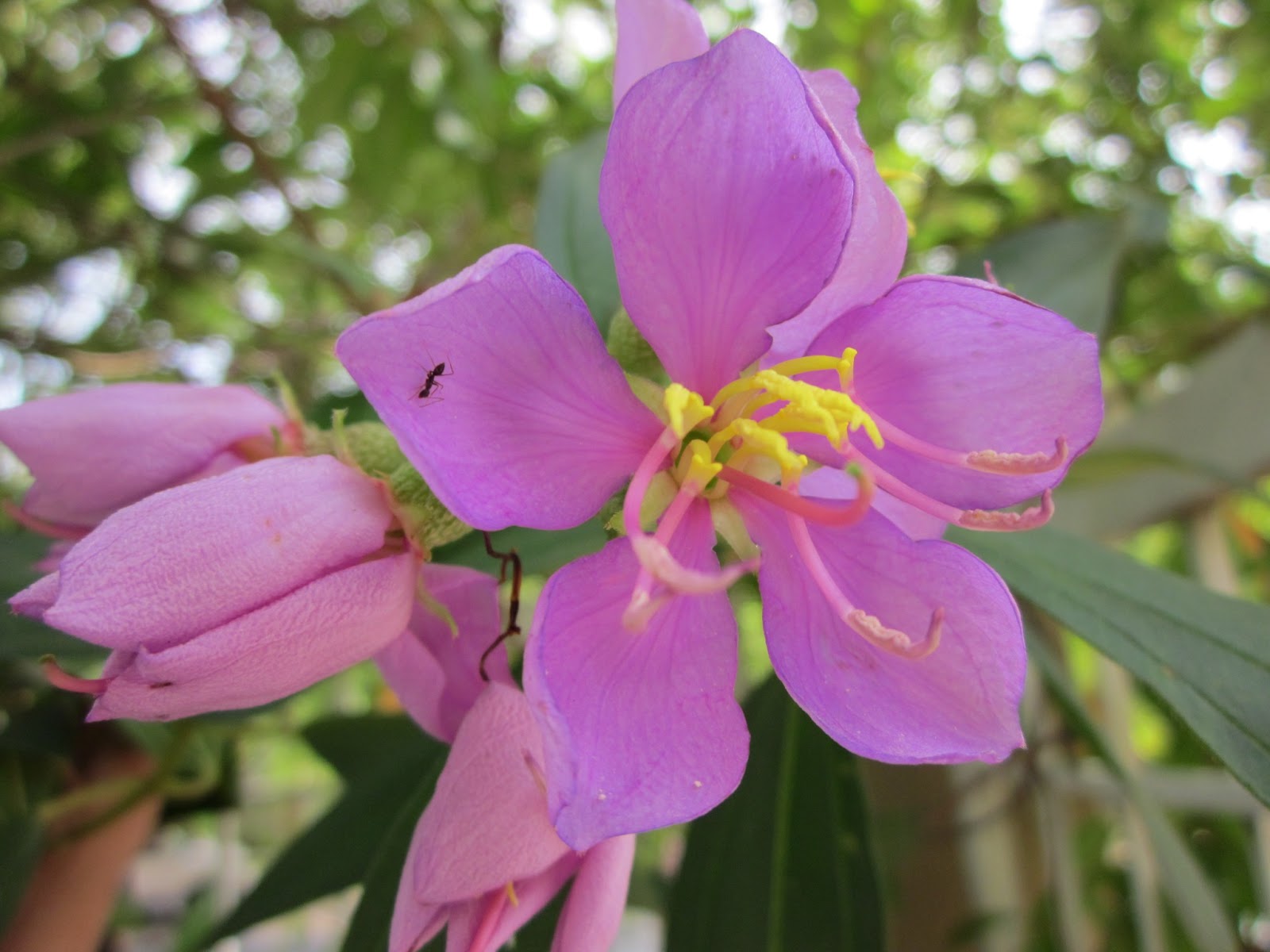 Pretty Simply Normal: SA Garden Catalogue: Straits Rhododendron