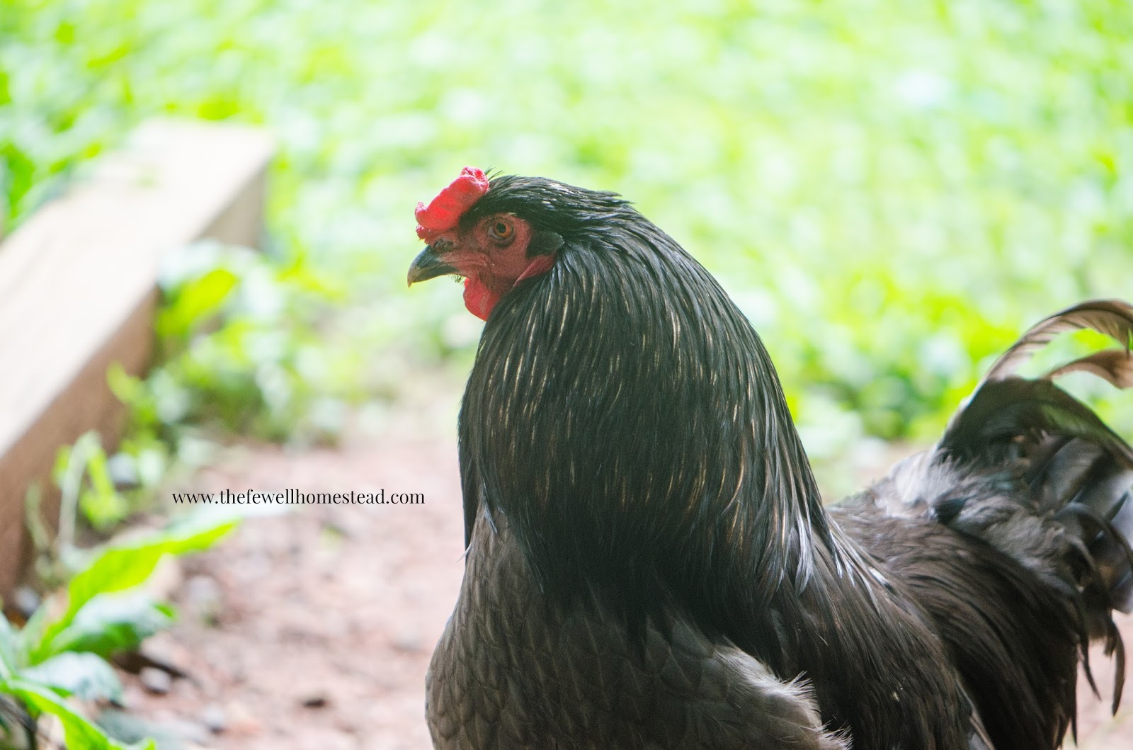 Black hen with green grassy background | chicken bare back