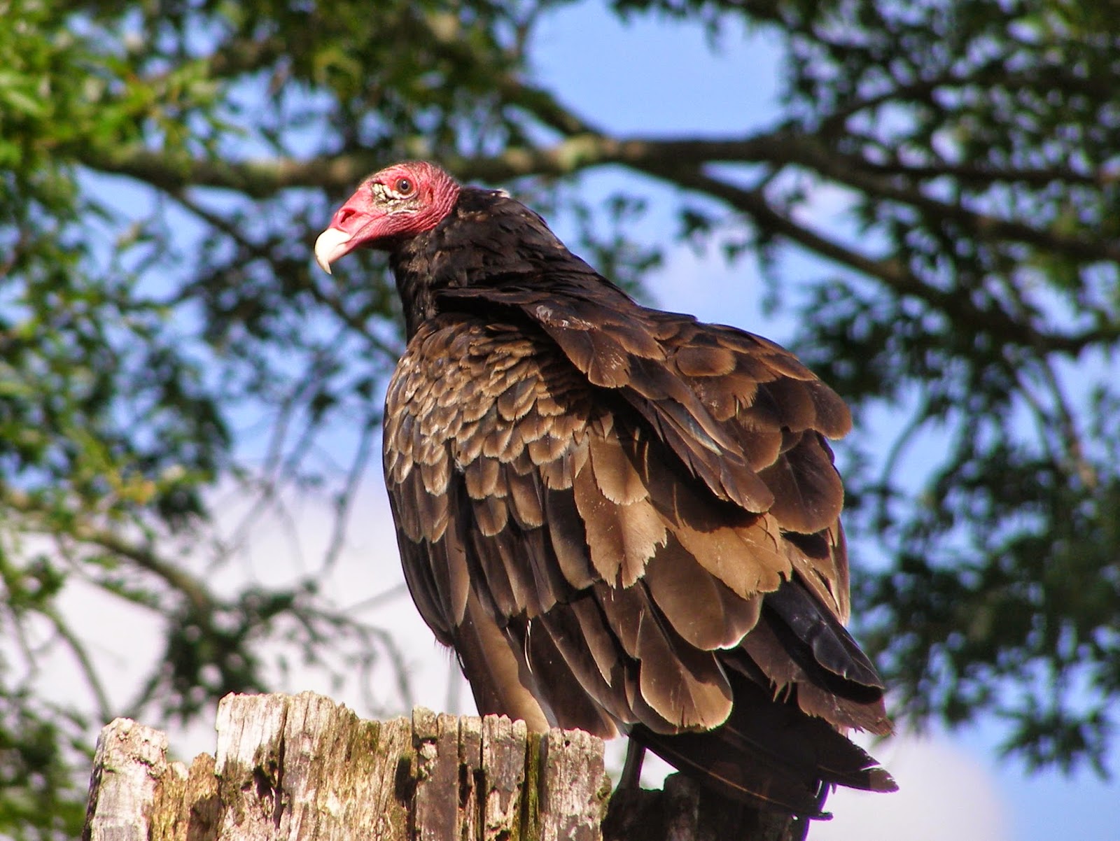 Blue Jay Barrens Vultures
