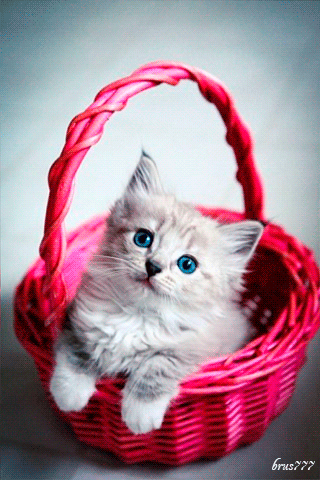 Kitten+Animation.gif