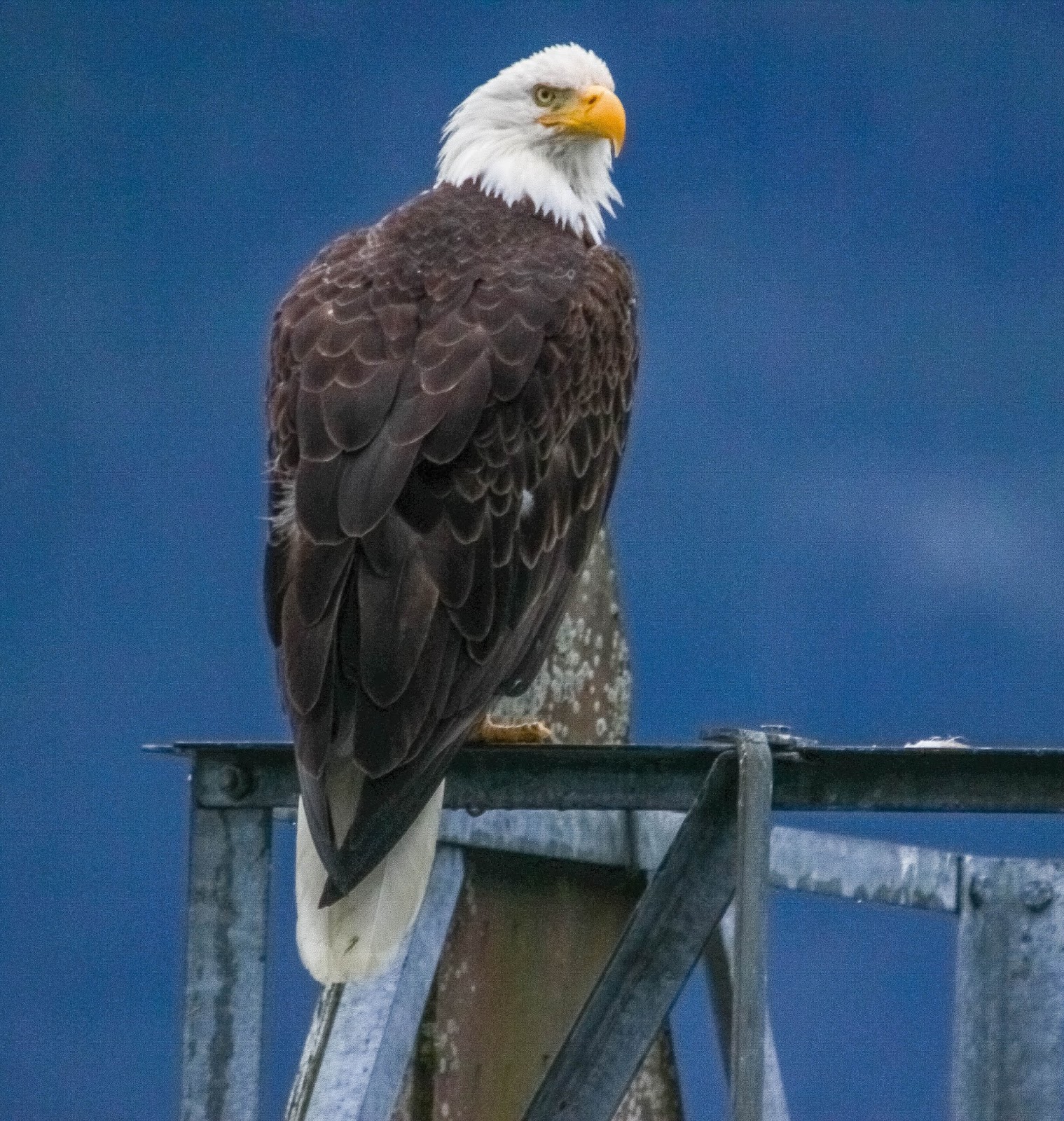 Cannundrums Bald Eagle Alaska