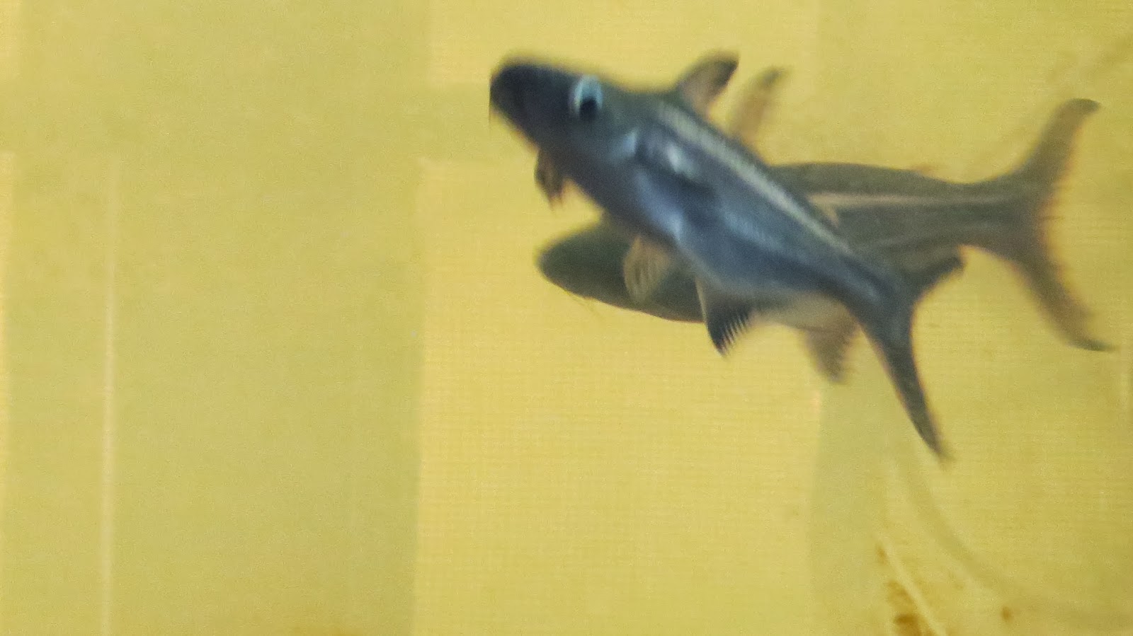 Photography with Dr. Ernie. Goldfish, Silver Dollar and Hammerhead Aquarium fishes