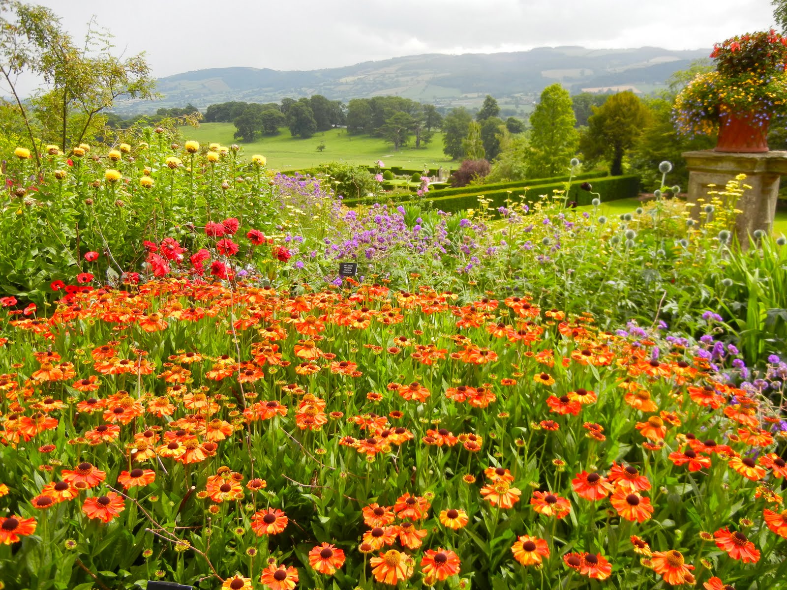 a curious gardener flower friday..a Welsh garden
