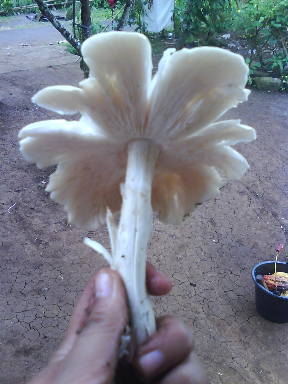 Metamorfosis Volvaria volvacea (Jamur Merang)