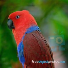 parrot images